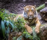 Shere Khan�